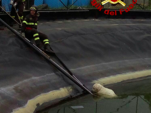 Due cagnolini nel vascone della discarica di Colleferro: i pompieri ne salvano uno