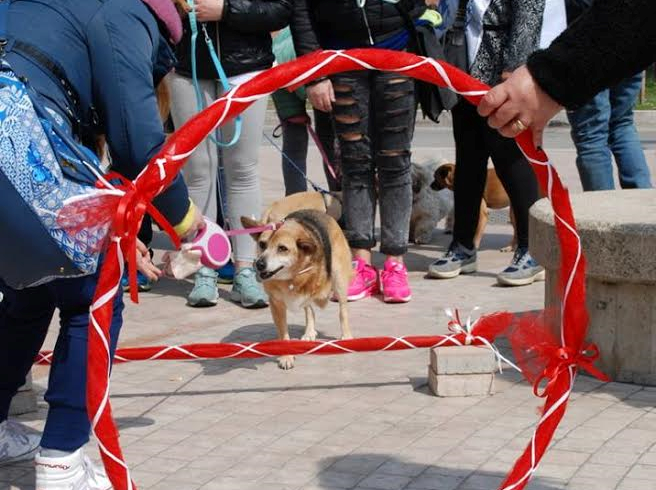 In 500 microchippati e contenti: così alla festa Adotta un Amico di Montesilvano