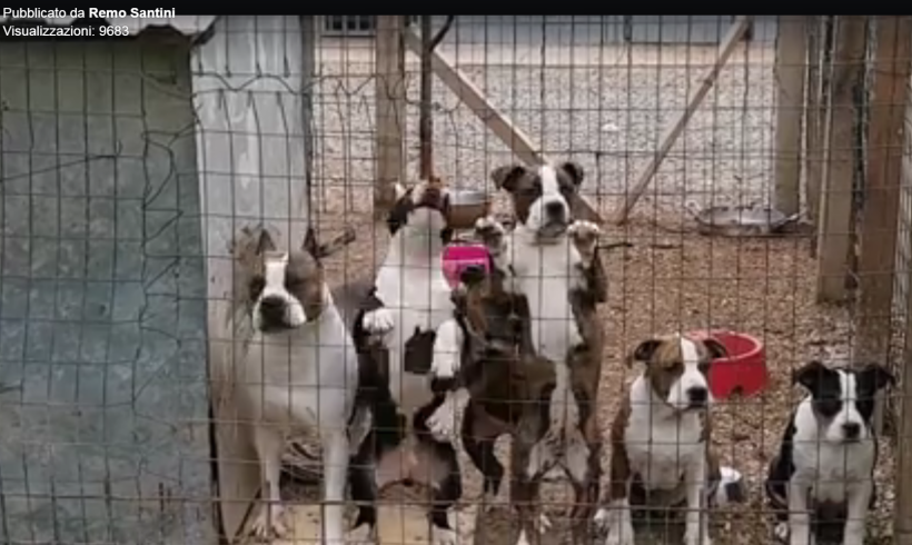 #elezioni2017 #city4dogs A Lucca il canile abusivo nella disfida elettorale: la videodenuncia del candidato Santini infiamma i social (e non solo)