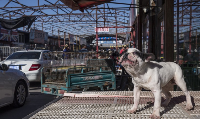 Cina delle contraddizioni: il cane tra pietanza e status symbol