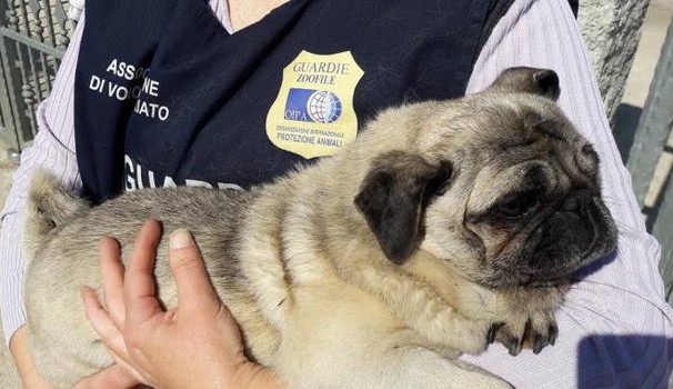 Rubata dal giardino di casa, la carlina Minù torna a casa dopo 3 anni. Oipa fa il miracolo di Pasqua