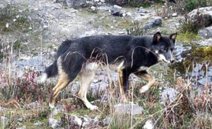 Un esemplare di colore nero del cane più antico del mondo