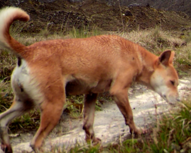 Lo credevano estinto: il cane più antico del mondo sta bene, vive in Nuova Guinea