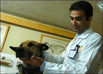 Più diritti per i cani in Iran: la sfida del veterinario star candidato a Teheran