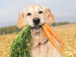 Mangiare come un lupo: per il cane spopola la dieta Barf