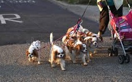 Multe a chi passeggia con più di quattro cani alla volta: offensiva al multipet nel Regno Unito