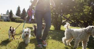 Lessicario cinofilo: dog walker, chi era costui?