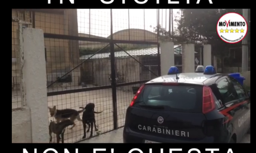 Blitz M5S al canile sanitario di Noto, Bernini: “Questa non è la soluzione al randagismo in Sicilia”