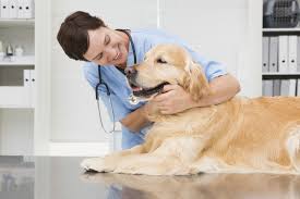 Controlli e cure regolari dal veterinario sono fondamentali per il benessere del cane e della sua famiglia