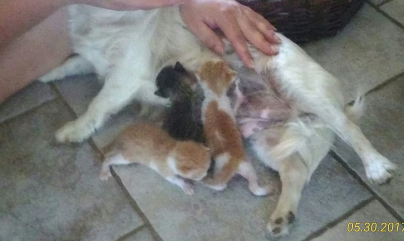 Come cane e gatto? Magari! Il cane Stellina trova tre micini abbandonati e li adotta, allattandoli