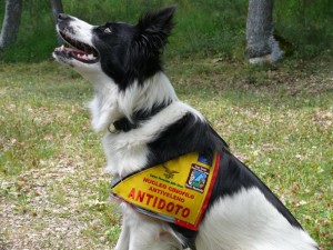 Dacia, guerriera antiveleno