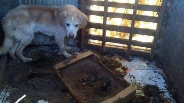Canile comunale di Patti bersagliato di PETizioni: “Cani moribondi, si smantelli la struttura”