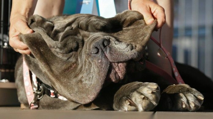 Muso cadente, occhi rossi, bava d’ordinanza: il cane più brutto del mondo 2017 è Martha