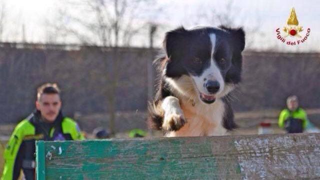 Terry come “terremoto”: da cucciolo salvato dalle macerie di Norcia a cane pompiere