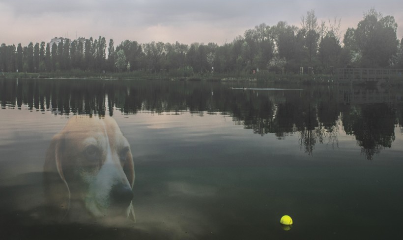 Un cane Angelo, tanti #Angeli. Per loro arriva una docu-fiction destinata alle scuole