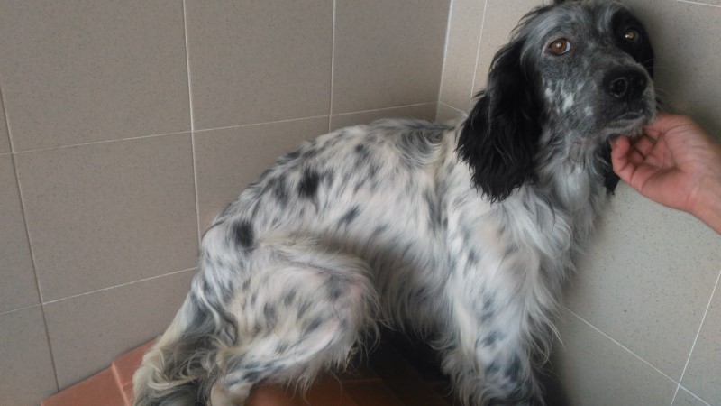 Setter come macchine sforna-cuccioli: a Genova intervento Oipa per liberarli