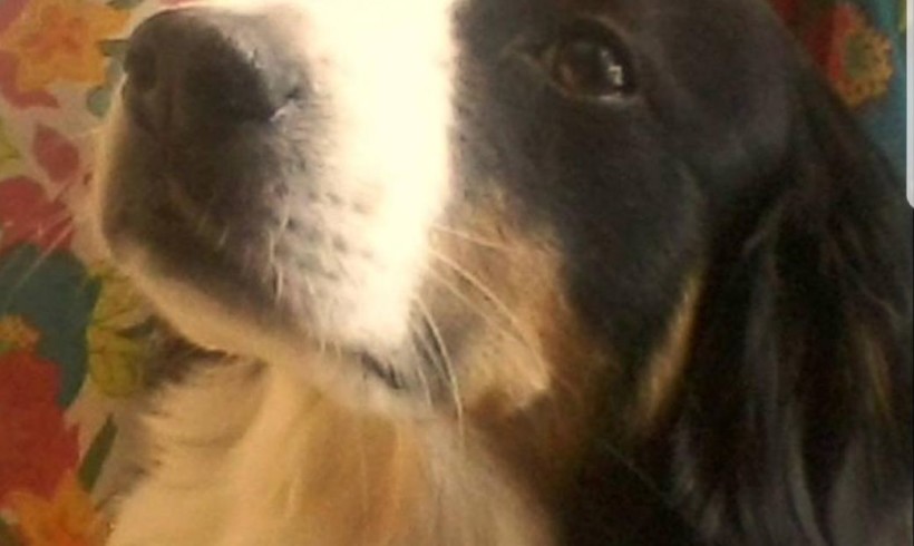 A Livorno una statua per il cane Snoopy, ucciso sul suo terrazzo. Cerimonia il 4 ottobre