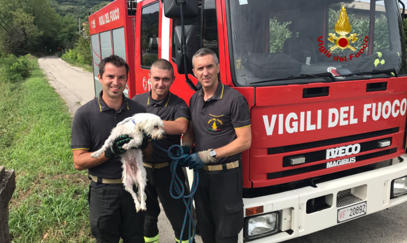 Barboncino finisce nel torrente, lo salvano i vigili del fuoco