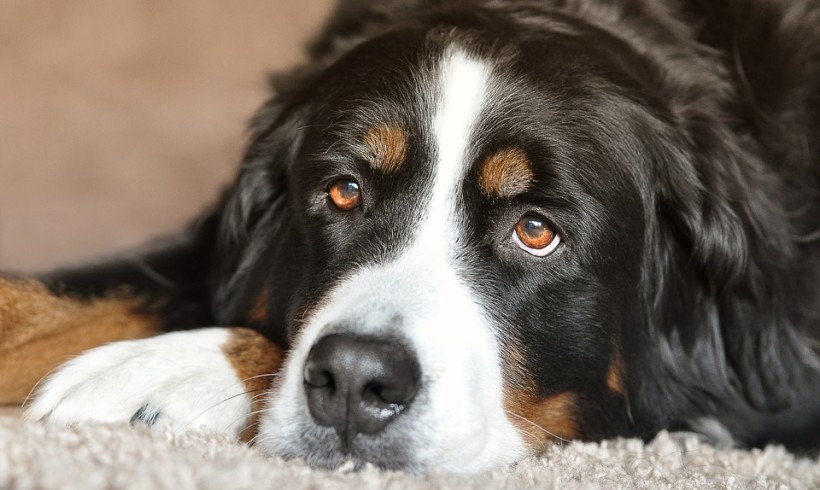 Infermiere a quattro zampe, cane veglia per ore il suo umano ferito a terra