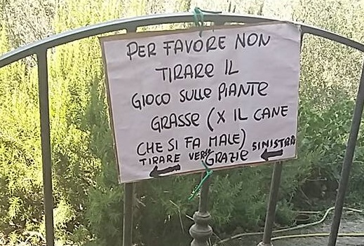 Il cane chiama tutti a giocare: arriva il cartello perché non si faccia male