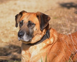 Al centro le campagne a favore dei cani soprattutto adulti