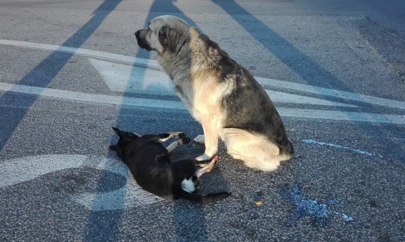 Cane veglia per ore il compagno investito: e la commozione corre sulla Tuscolana