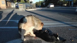 Il cane veglia l'amico ormai senza vita. Foto: Marco Milani (Facebook)