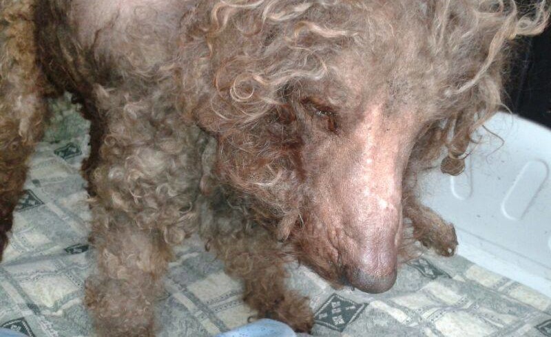 Maltrattava il suo lagotto, condannata in primo grado. Soddisfazione Enpa Faenza