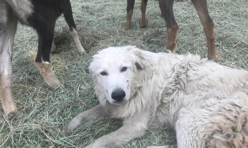 Nell’incendio il cane Odino resta col suo gregge e salva tutte le caprette (più alcuni piccoli cervi, già che c’era…)