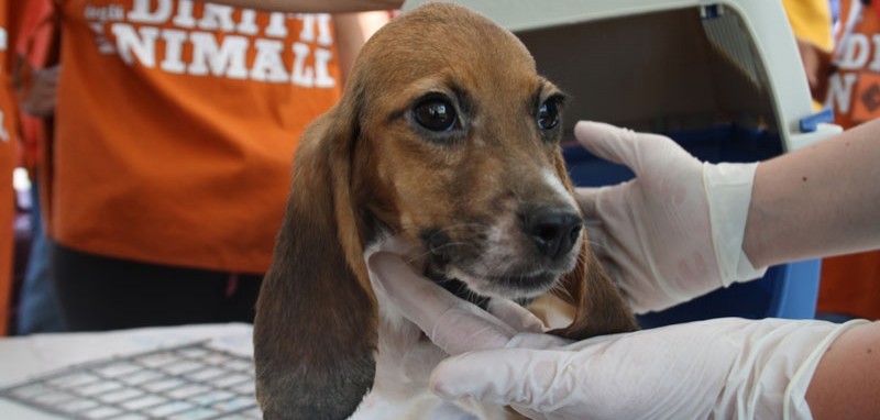 Condanne confermate per Green Hill, Lav: “Smantellato il teorema del cane-prodotto”