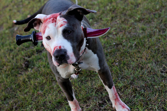 cane-halloween-sangue-finto