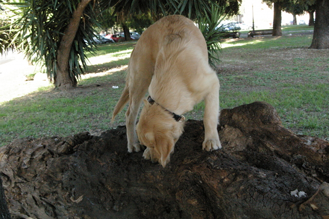 Il supereroe a quattro zampe dei coleotteri è un cane: si chiama Teseo, nome in codice Osmodog