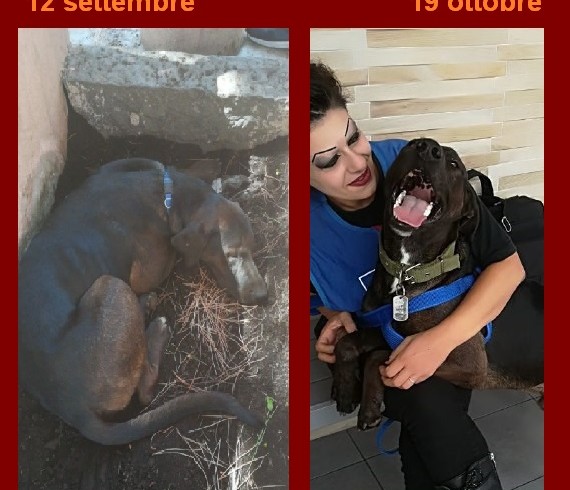 Due foto, una storia, stesso cane: è Dodo