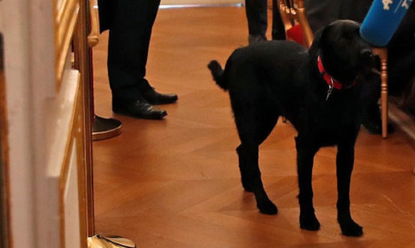 Siparietto all’Eliseo, il cane Nemo fa pipì durante la riunione… di gabinetto