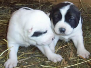 Due cuccioli di pastore dell'Asia centrale come Verny