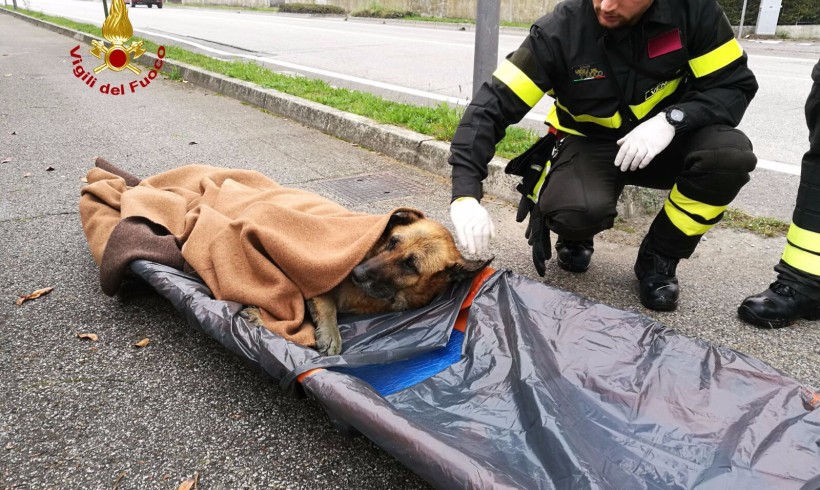 Pastore tedesco nel fiume, ci pensano i pompieri