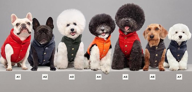 Per l’inverno il cane va di moda, c’è la collezione di piumini tutta per lui