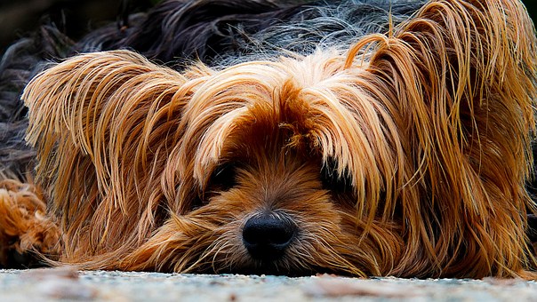 Il suo cagnolino muore e a lei si spezza il cuore: i medici in ospedale le diagnosticano la Sindrome