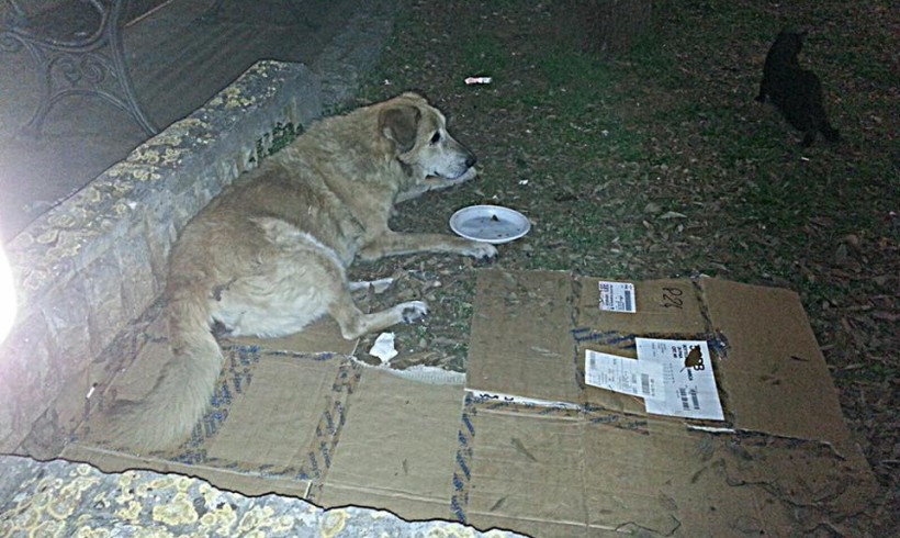 Via le cucce dei cani di quartiere Bianca e Biondo: e Galatone si ribella sul web