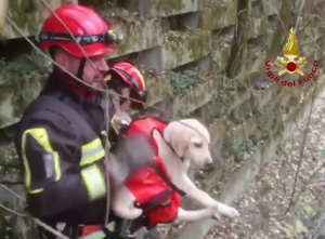 Il cucciolo appena recuperato. Foto dal video @emergenzavvf (Twitter)