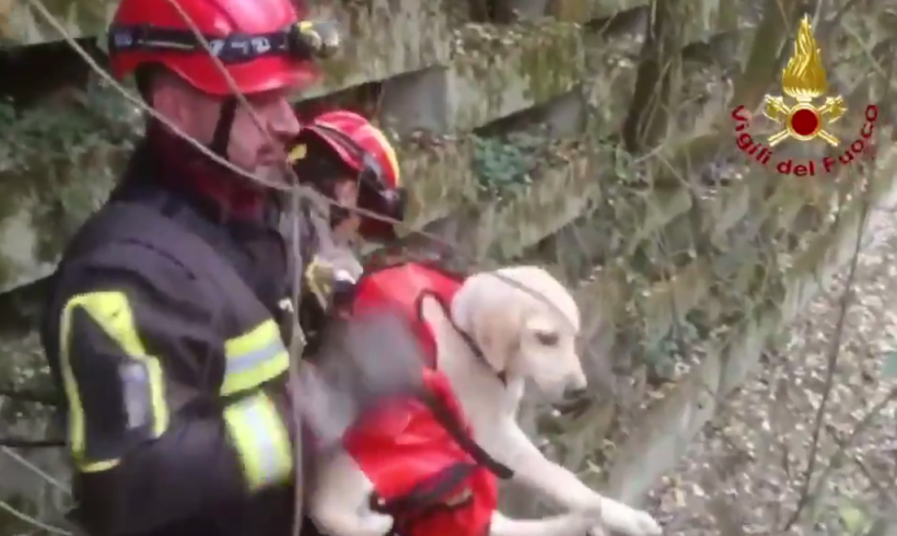 Cucciolo bloccato lungo il fiume, la sua mamma dà l’allarme abbaiando