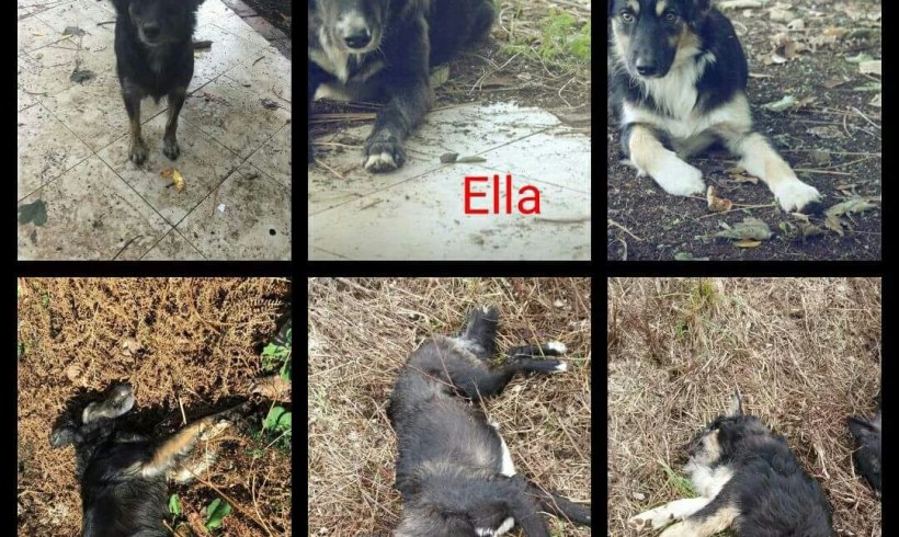 Tre cucciolotti morti avvelenati nella pineta di Palmi, erano Lola, Ella e Leo