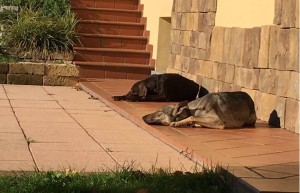 Liga e Zerbi nel loro nuovo giardino