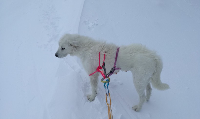 Cagnolina mezza ghiacciata resta intrappolata sul Terminillo: arriva il Soccorso Alpino