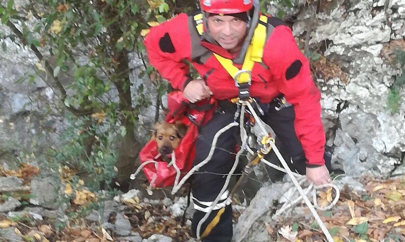 Cuccioletto scivola giù per 50 metri, i pompieri lo recuperano direttamente in borsa