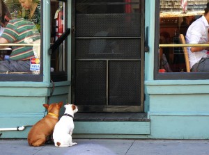 Nella Grande Mela niente più attese fuori dal bar per Fido