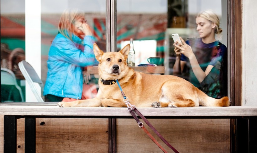 New York invita i cani per un caffè: apre Boris and Horton
