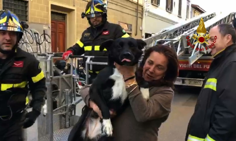 Cane spericolato va in giro sul cornicione. Per lui arrivano i pompieri