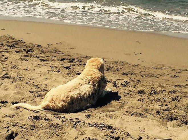 “Ciao Oliver, con te ho condiviso tutto”: a 15 anni scompare l’adorato labrador di Antonella Clerici