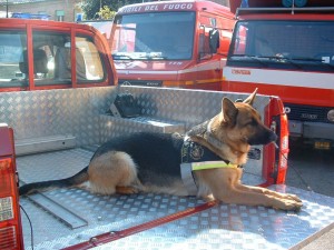 Kira a bordo di un mezzo dei vigili del fuoco